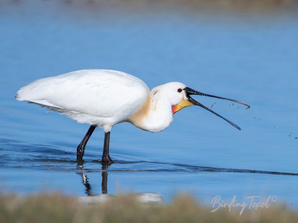 The Netherlands - Texel