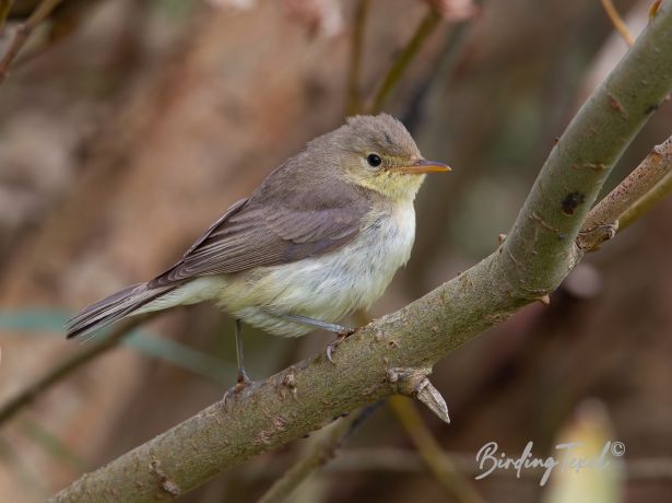 orpheusspotvogel