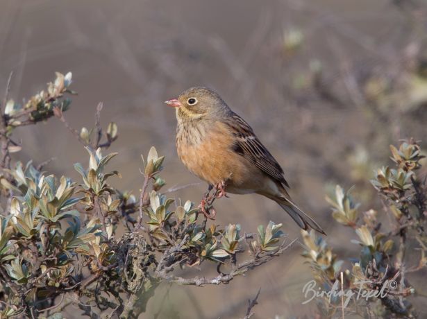 ortolaan