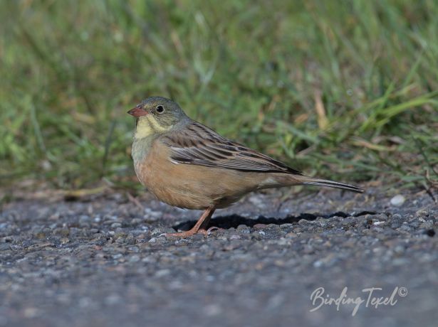 ortolaan