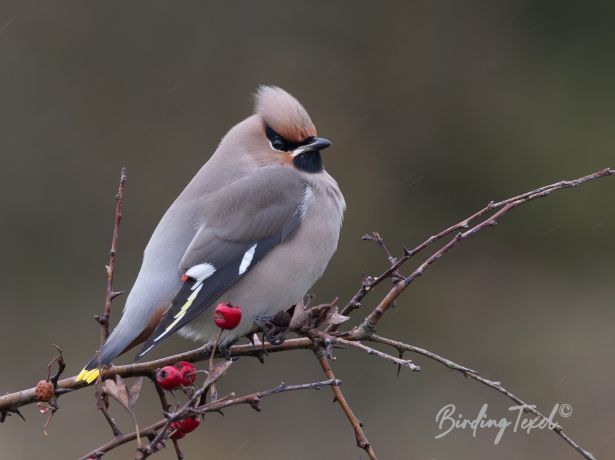 pestvogel