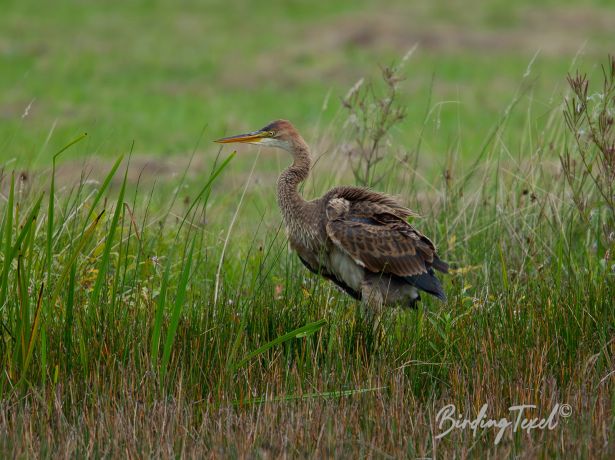 purperreiger2082014