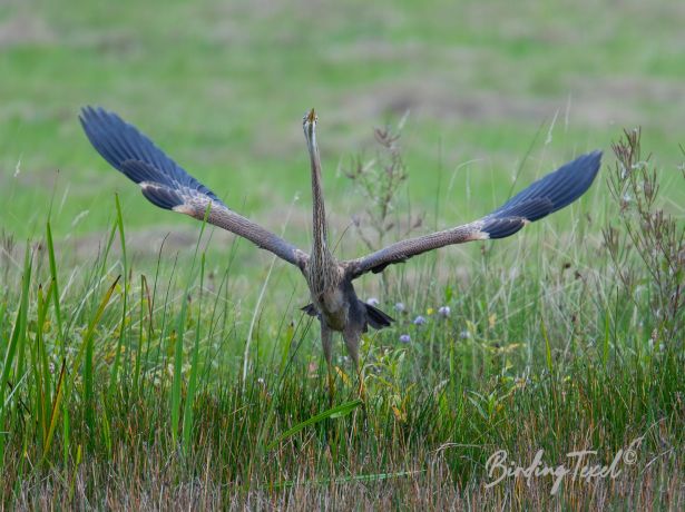 purperreiger