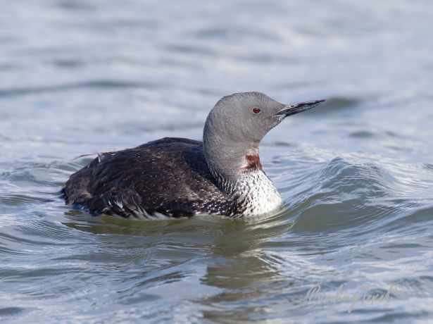 roodkeelduiker