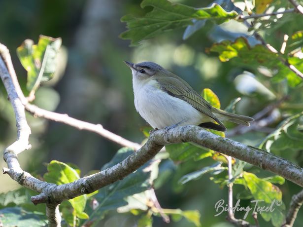 roodoogvireo8102018