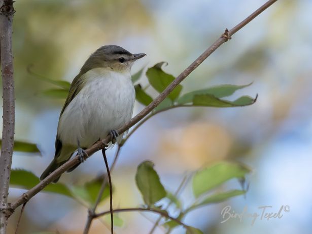 roodoogvireo