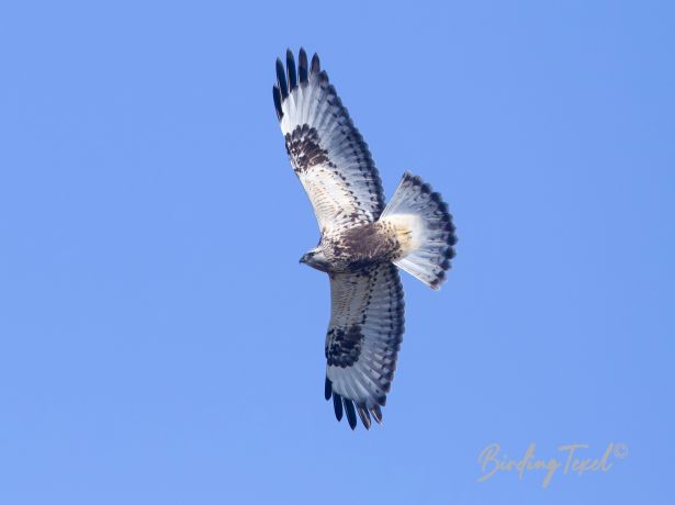 ruigpootbuizerd