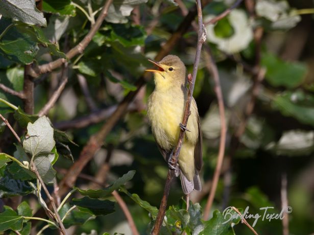 spotvogel