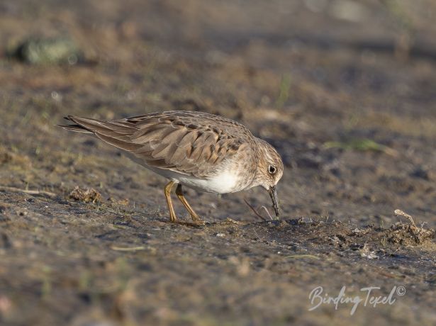 temmincksstrandloper