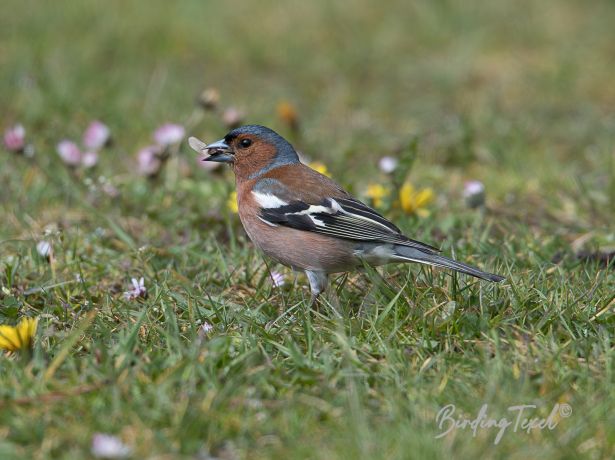 vink