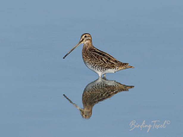 watersnip