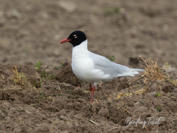 zwartkopmeeuw