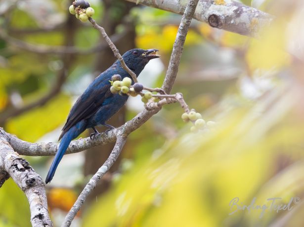 asian fairy bluebird