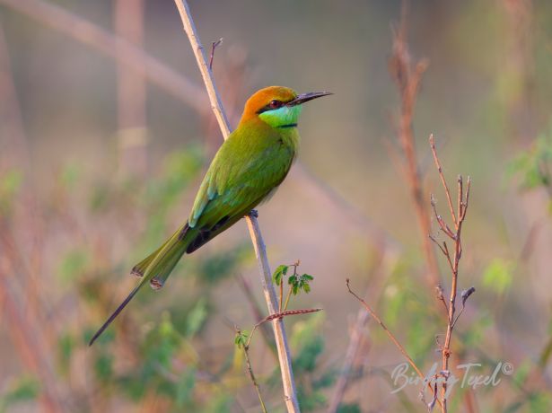 asian green bee eater