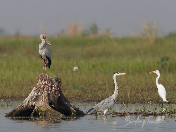 asianopenbill