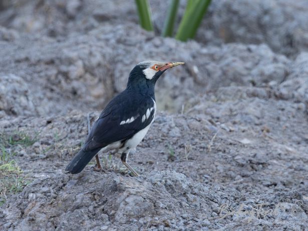 asianpiedstarling