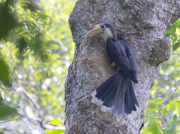 austen s brown hornbill