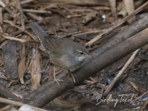 baikal grasshopper warbler