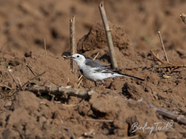 baikalwagtail