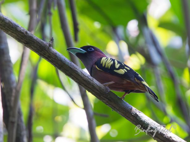 bandedbroadbill