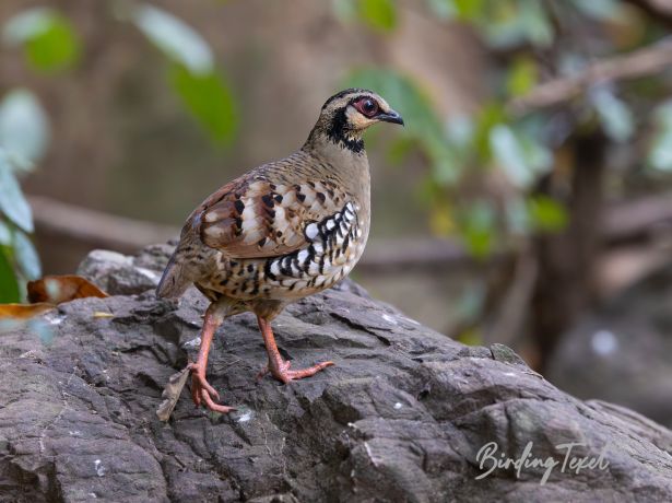 bar backedpartridge