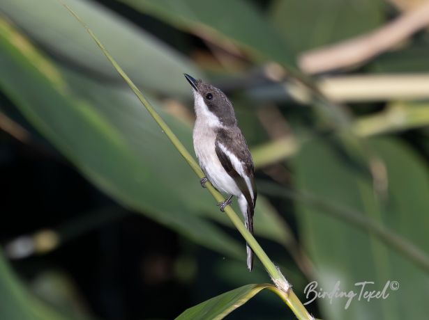 bar wingedflycatcher shrike