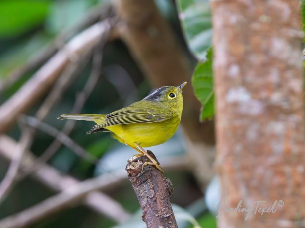 bianchi swarbler