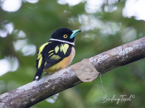 black and yellowbroadbill