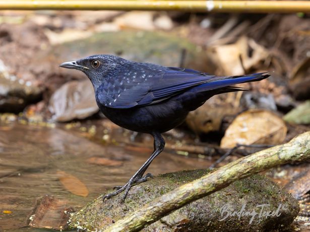 black billedwhistling thrush