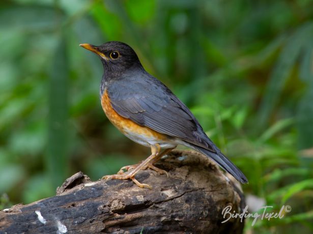 black breastedthrush