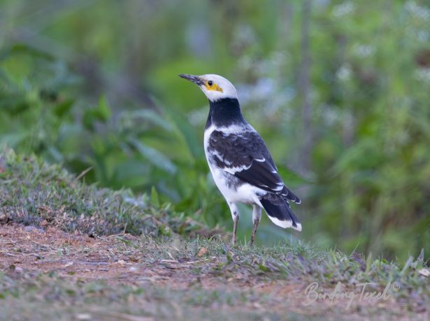 black collaredstarling