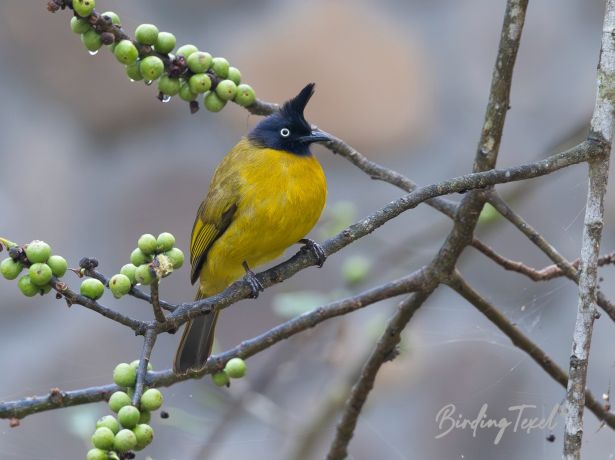 black crestedbulbul