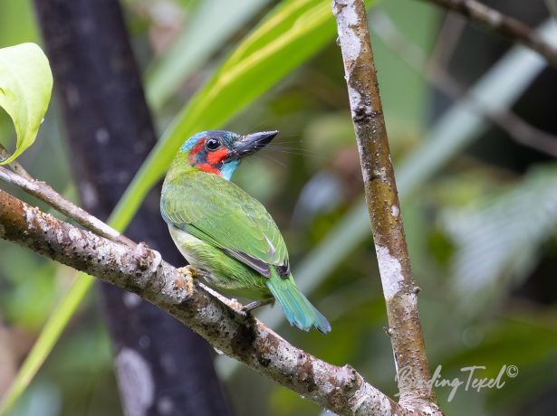 black earedbarbet