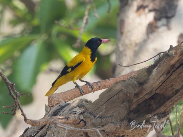 black hoodedoriole