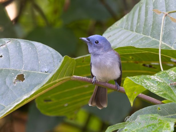 black napedmonarch