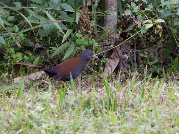 black tailedcrake