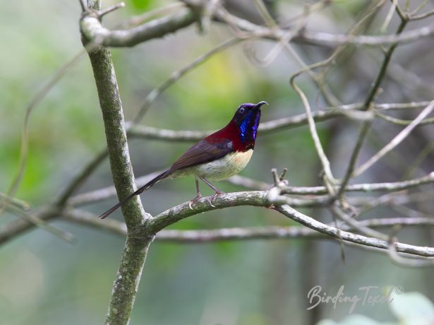 black throatedsunbird