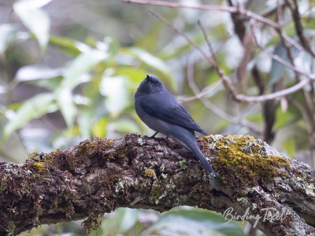 black wingedcuckoo shrike