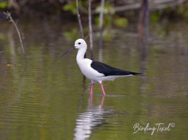 black wingedstilt