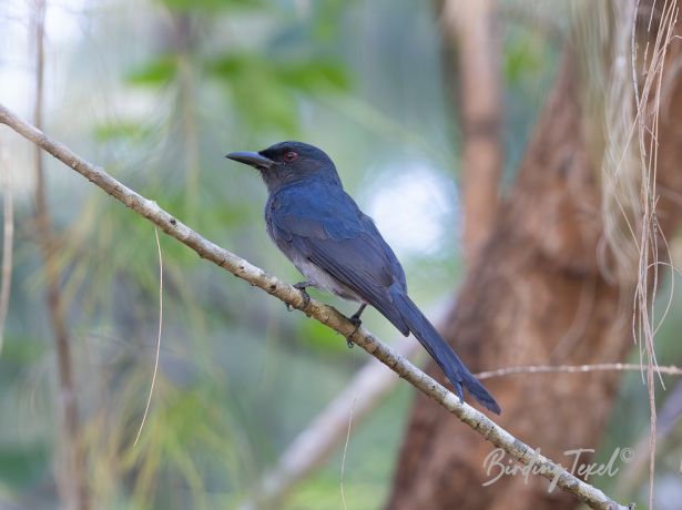 blackishdrongo