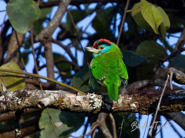 blue throatedbarbet