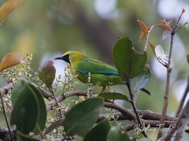 blue wingedleafbird