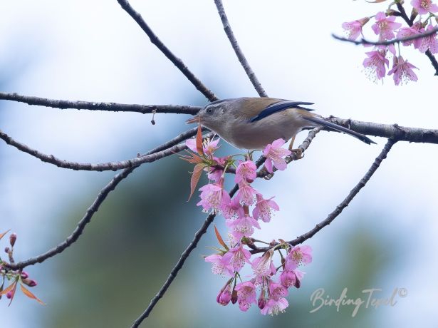 blue wingedminla