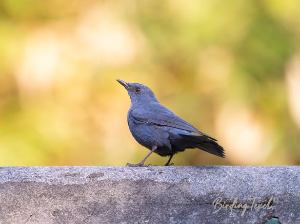 bluerockthrush