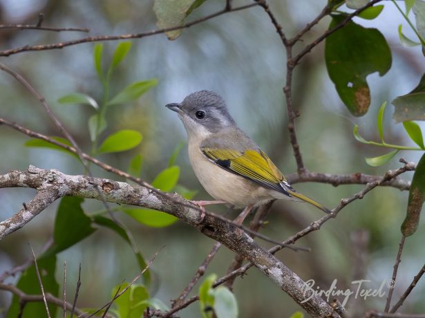 blyth sshrike babbler