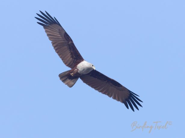 brahminykite