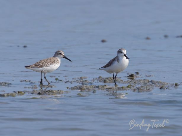 broadbilledsandpiper