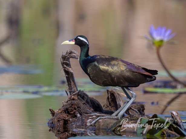 bronze winged jacana