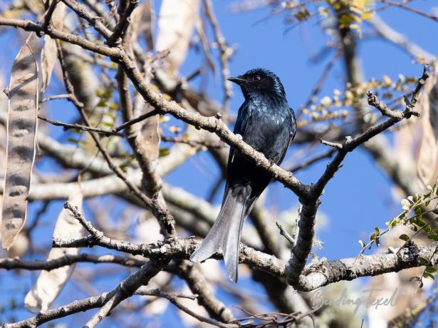 bronzeddrongo