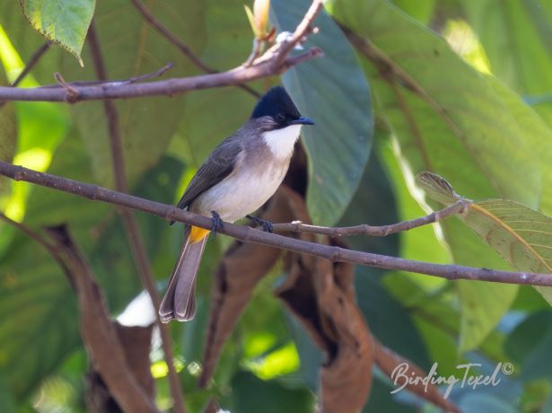 brown breastedbulbul